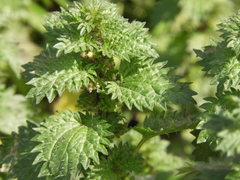 Urtica urens