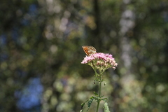 Melitaea