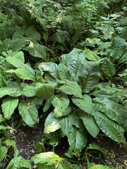 Lysichiton americanus