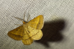 Isturgia arenacearia