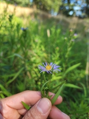 Symphyotrichum subspicatum