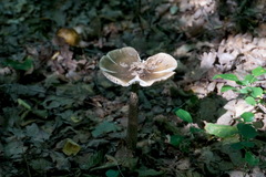 Amanita ceciliae