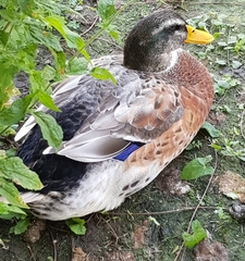 Anas platyrhynchos domesticus