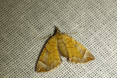 Eulithis testata