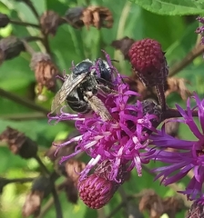 Melissodes denticulatus