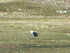 Oressochen melanopterus