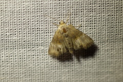 Mesoligia furuncula