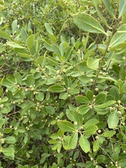 Ilex glabra