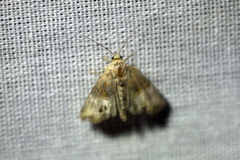 Mesoligia furuncula