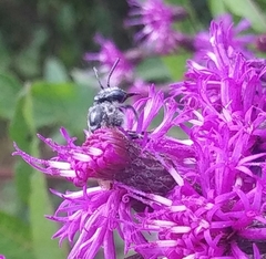 Melissodes denticulatus