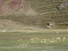 Oressochen melanopterus