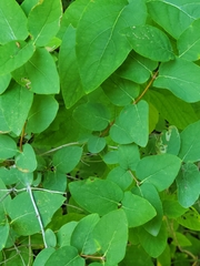 Lonicera tatarica