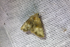 Mesoligia furuncula