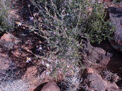 Felicia filifolia