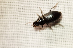 Harpalus rufipes