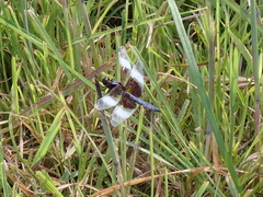 Libellula luctuosa