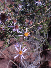 Felicia filifolia