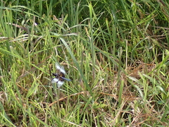 Libellula luctuosa