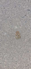 Sclerophrys pantherina