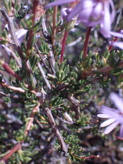 Felicia filifolia