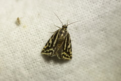 Acontia trabealis