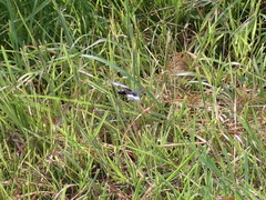 Libellula luctuosa