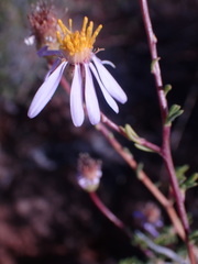 Felicia filifolia