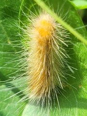 Spilosoma