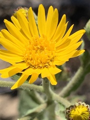 Heterotheca grandiflora