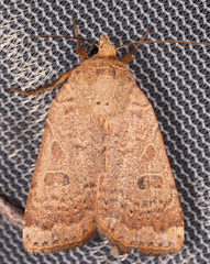 Abagrotis alternata