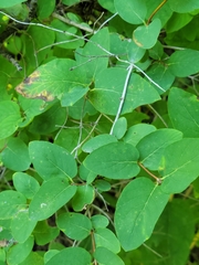 Lonicera tatarica