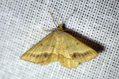 Isturgia arenacearia