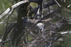 Baeolophus inornatus