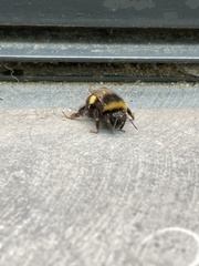 Bombus