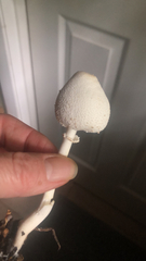 Leucocoprinus cepistipes