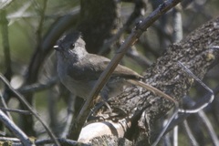 Baeolophus inornatus