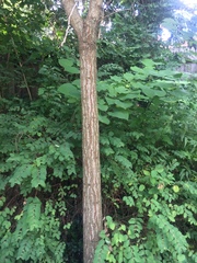 Koelreuteria paniculata