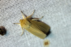 Mythimna
