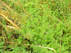 Galium mollugo