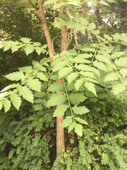 Koelreuteria paniculata