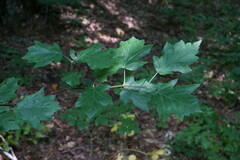 Torminalis glaberrima