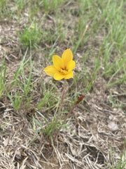 Zephyranthes tubispatha