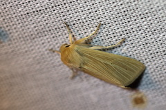 Mythimna