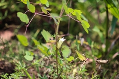 Ipomoea ternifolia ternifolia