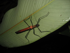 Pseudophasma castaneum