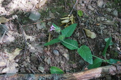 Clinopodium caucasicum