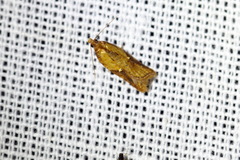 Acleris aspersana