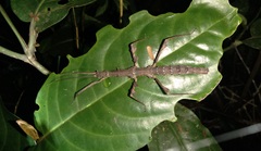 Ceroys perfoliatus