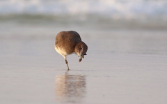 Ichthyaetus hemprichii