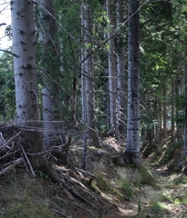 Abies alba